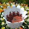 Flight of the Paper Bee