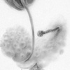 Hillbitty DETAIL