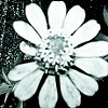 the connected series: Love is Nurtured