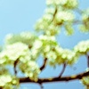 A Passion for Spring