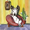 An Italian greyhound named Taja.