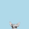 A dog named JoJo.