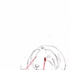 A guinea pig named Deedee.
