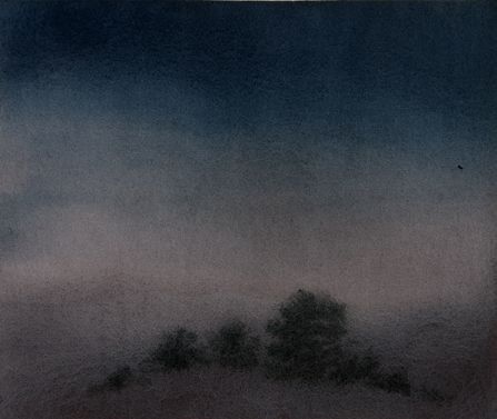 Pines and Dark Sky