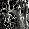 Gnarled Oak