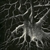 Mystery Tree