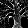 Night Tree