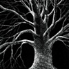 Scratchboard Drawings