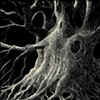 Ancient Oak