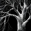 Night Tree #2