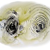 Double Spiral