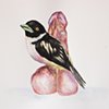 Birds and Dicks