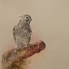 Cock-atiel