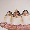 "Swallows, Not Spits"