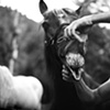 A caballo regalado, no le mires los dientes