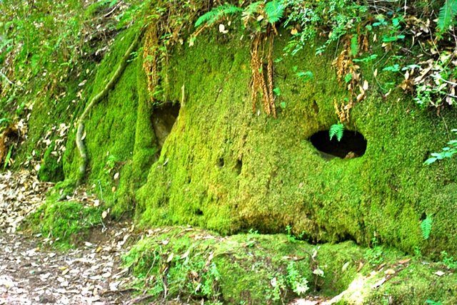 Moss Face