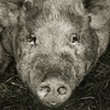 Spring Pig