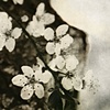 Cherry Blossoms