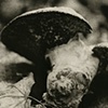 Red Reishi