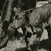 Angus Calf