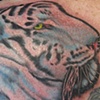 white tiger



















































































































































































































































