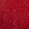 Velvet (detail)