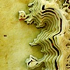Meatness and Light (detail)