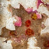 Still Life (detail)