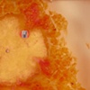 Grape (detail)