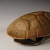 Woman in Turtle