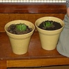 Collective Terrarium