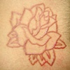 Rose cutting