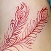 Peacock feathers
