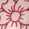 Cherry blossom and petals cutting