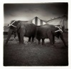 DIANA IMAGES 