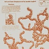 Ball and Chain (Streptococcus)