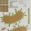 E Coli