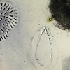 Untitled (Pollination Series)