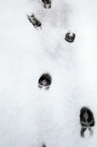 Outliers
(Caribou track, Lachine, Canada)