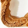 Oracle