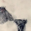 Lead Moths