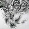 Road Still Series (Raccoon) 