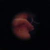 Misconception Viewer (detail)
