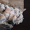 Mammoth and Bird