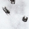 Outliers
(Caribou track, Lachine, Canada)