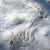 Kodiak prints (New York City)