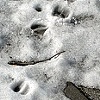 Whitetail Deer track (New York City)