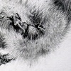 Road Still Series (Squirrel) 