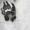 Wolf track (Montreal)