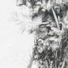 Road Still Series (Pigeon)